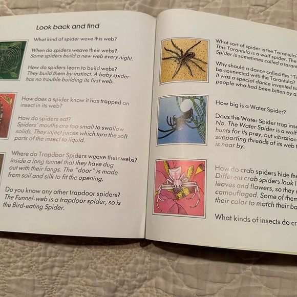 Spiders - Picture 10 of 11